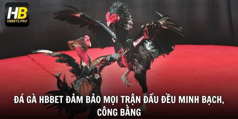Đá gà HBBET đảm bảo mọi trận đấu đều minh bạch, công bằng