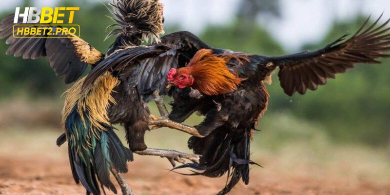 Giới thiệu về đá gà 88