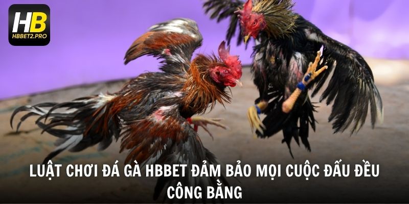 Luật chơi đá gà HBBET đảm bảo mọi cuộc đấu đều công bằng