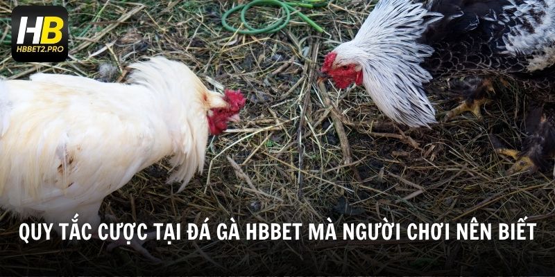Quy tắc cược tại đá gà HBBET mà người chơi nên biết