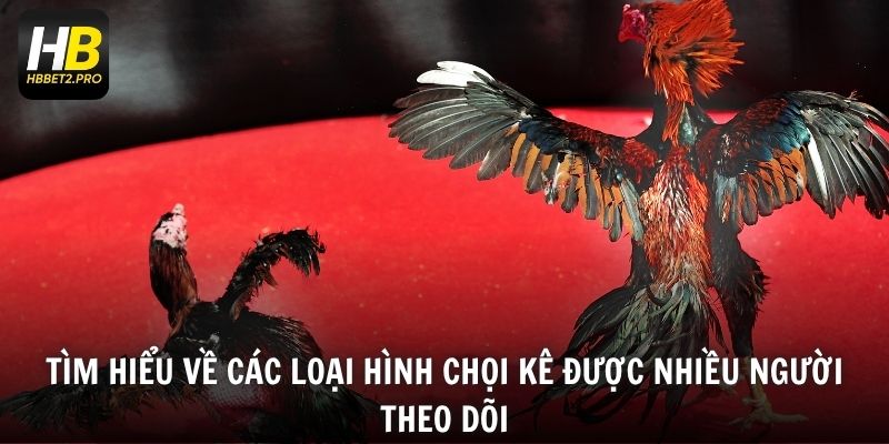 Tìm hiểu về các loại hình chọi kê được nhiều người theo dõi
